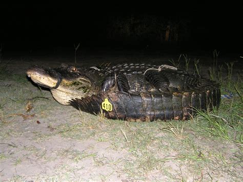 mississippi hunters tag state record alligator outdoor life
