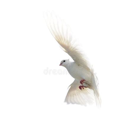 White Dove In Flight Isolated On White Background Stock Photo Image