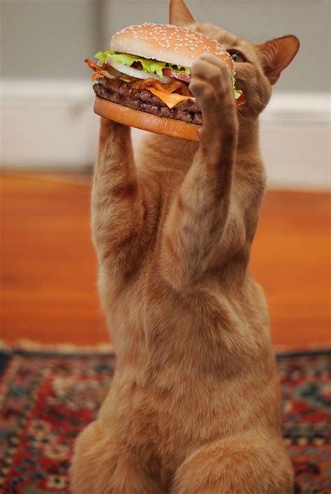 Picture Of A Cat Taking A Big Ol Bite Out Of A Burger Ign Boards