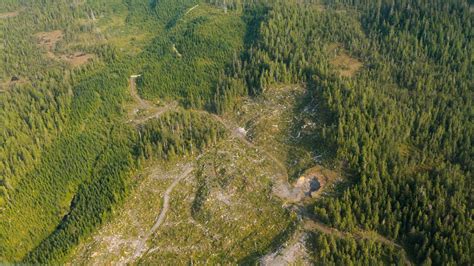 Tongass National Forest Loses Vital Protections The Pew Charitable Trusts