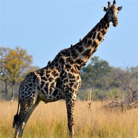 Giraffes Have Quietly Been Added To The Endangered Species List For The