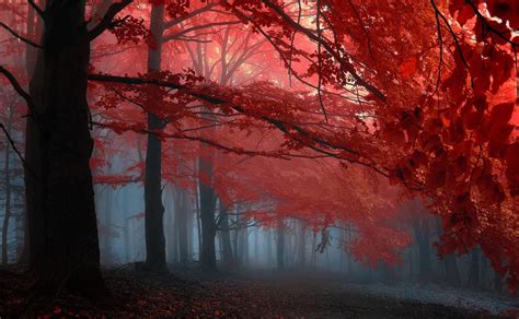 Forest Red Wallpapers Wallpaper Cave