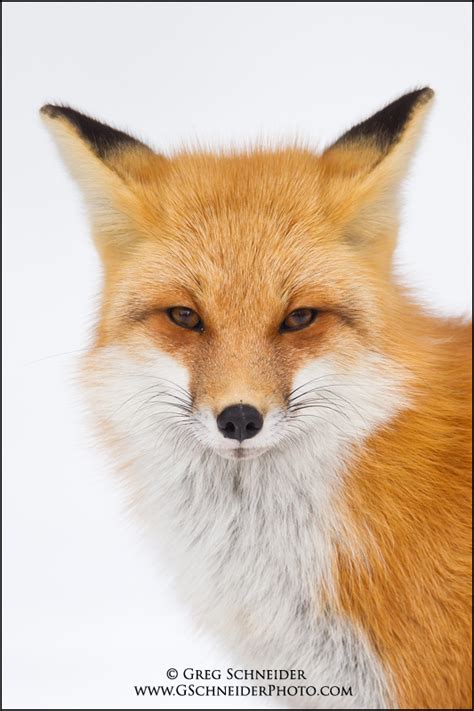 Red Fox Portrait By Gregster09 On Deviantart