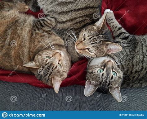 Three Tabby Cats On Hind Legs Begging For Food Royalty Free Stock