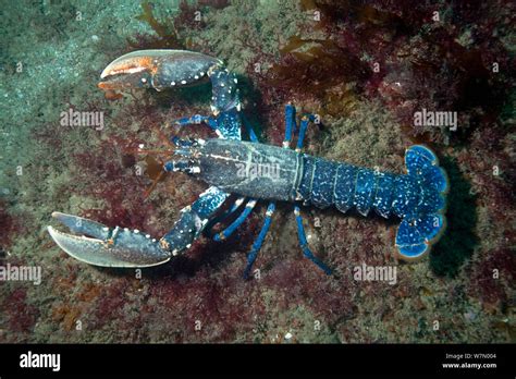 European Lobster Homarus Gammarus Channel Islands Uk July Stock