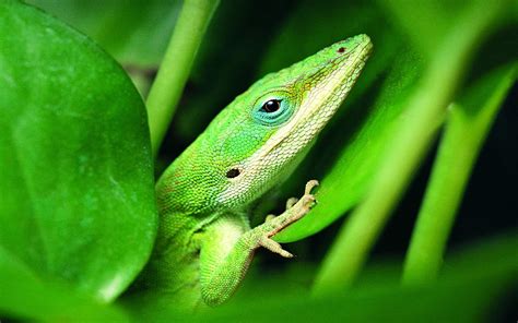 Green Anole Hd Wallpapers Backgrounds