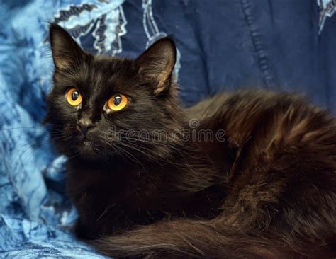 Black Fluffy Cat With Yellow Eyes Stock Image Image Of Animals