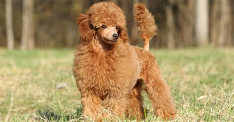 Toy Poodle Dog Breed Complete Guide Az Animals