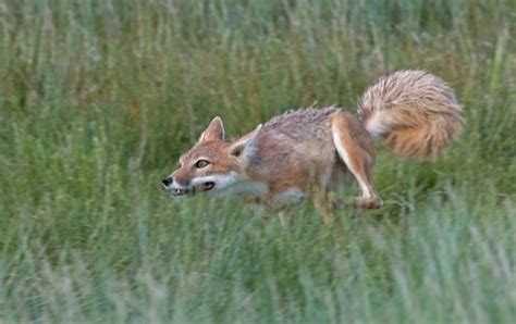 Foxes In Wyoming Types And Where They Live A Z Animals
