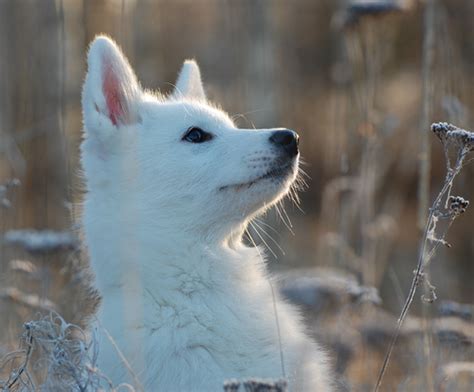 White Wolf National Puppy Day 2015 18 Pictures Of