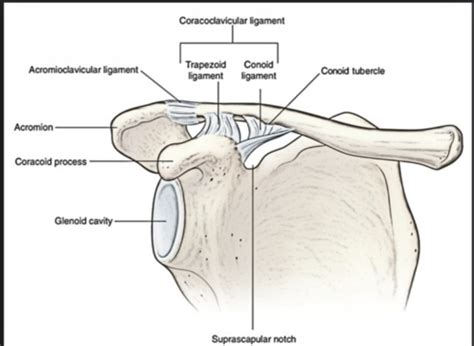Anatomy Of The Shoulder Girdle Scapula Clavicle Main Features
