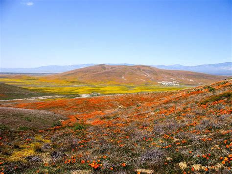 The Best Places To See Wildflowers In Southern California