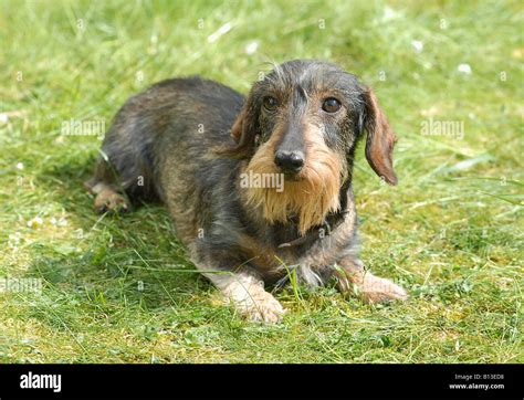 Wire Haired Dachshund Lying On Meadow Stock Photo Alamy