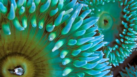 Wallpaper Green Underwater Coral Reef Sea Anemones