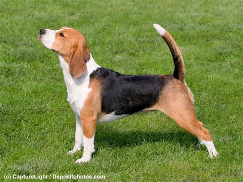 88 Beagle Dog Information L2sanpiero