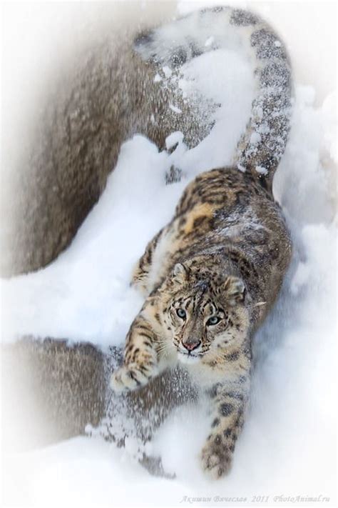 Snow leopards show several adaptations for living in a cold mountainous