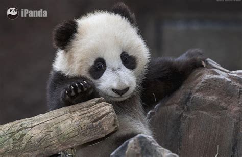 Pandafacts A Giant Panda Has Six Fingers On Each Paw Five Fingers