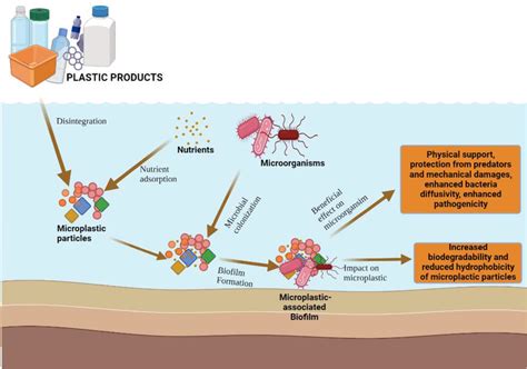 Microbial Colonization Biofilm Formation On Microplastic Surfaces And