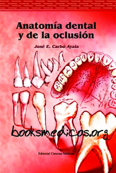 Cocinar Entender Suerte Anatomia Dental Definicion Nico Canal Loco