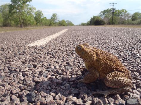 Smithsonian Insider Discovery Australias Invasive Cane Toads Modify