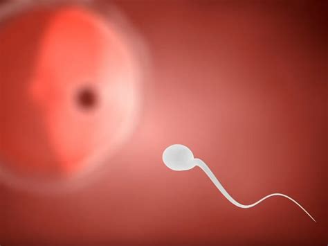 Single Molecule Puts Sperm On Track