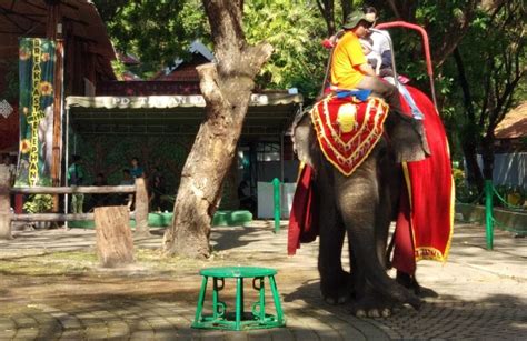 Kebun Binatang Surabaya Dibuka Ada Sederet Aturan New Normal Okezone