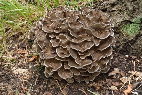 Hen Of The Woods Edible Mushrooms In Ontario ·