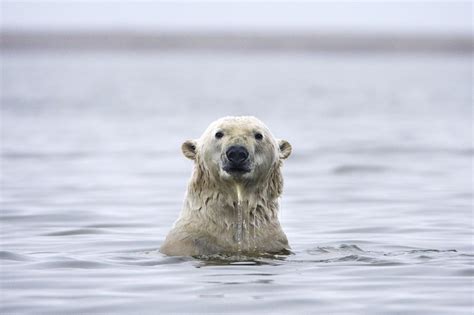 Polar Bear Kills Woman And Boy In Alaskan Village Abs Cbn News