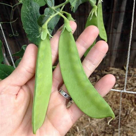 How To Plant And Grow Snow Peas Brown Thumb Mama