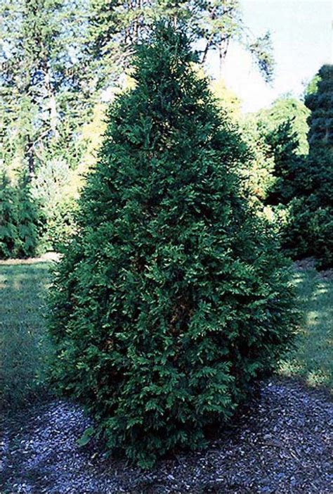 Thuja Occidentalis Sherwood Frost Eastern Arborvitae American