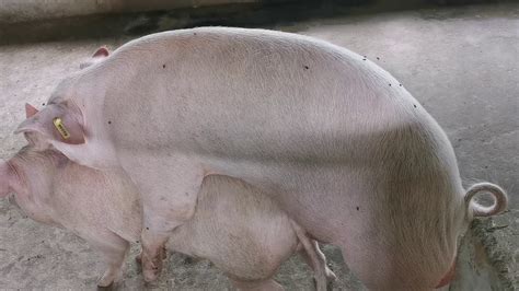 Pig Mating Namakkal Female X Mannuthy Male Yathra Farms Youtube