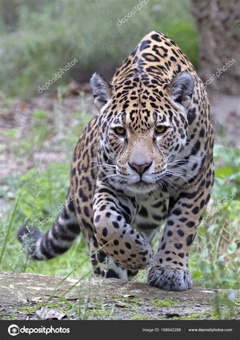 Wild Jaguar Animal — Stock Photo © Ebfoto 168642288