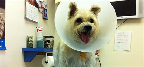 Check spelling or type a new query. Spaying and Neutering Pets | Modern Dog magazine