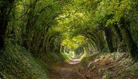 Halnaker Tree Tunnel West Sussex Uk Photo By Lois Gobe Rpics