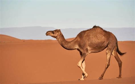 Convert kebab case to camel case in JavaScript