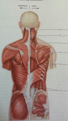 Wikimedia commons has media related to muscles of the human torso. Posterior muscles unlabeled | Muscular system, Back ...