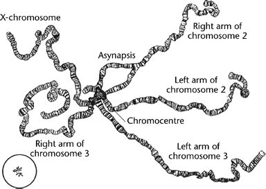 Polytene Chromosomes Zhimulev Major Reference Works Wiley