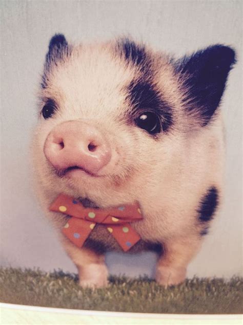 13 Cute Pigs For Your Monday Animales Bebé Bonitos Cerdos Mascotas Y