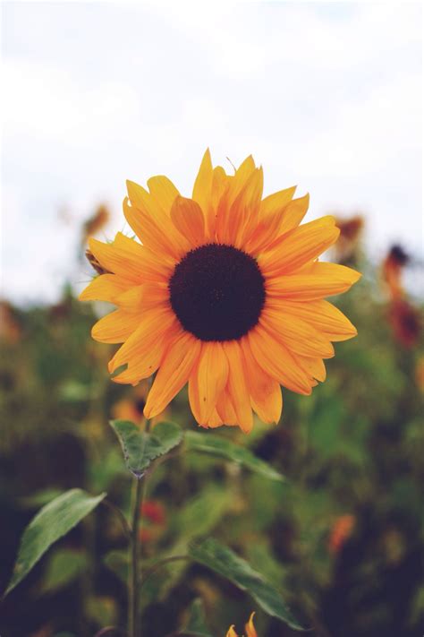 A Single Sunflower Girassóis Campos De Girassol Paisagem Flores