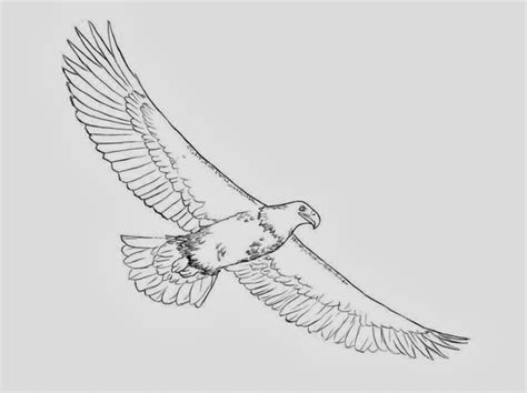 Soaring Eagle Sketch At Explore Collection Of