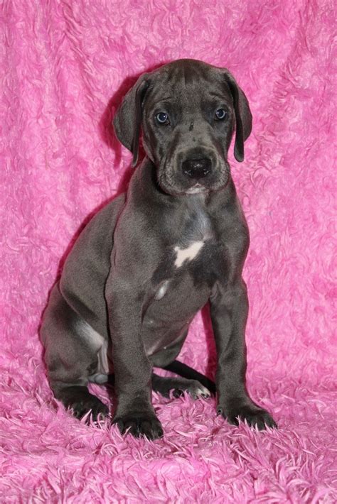 But its huge size means it isn't right for every family. Great Dane Puppies For Sale | Russell Springs, KY #250009