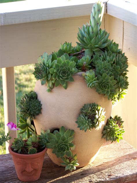 Planting Hens And Chicks In Strawberry Pots Is A Great Idea Plants
