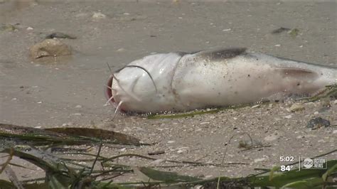 Red Tide Cleanup Scoops Up Thousands Of Dead Fish In Pinellas Co