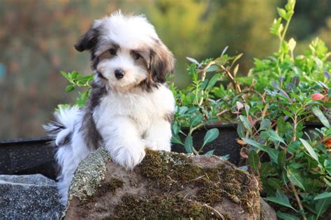 Rules Of The Jungle Havanese Puppies