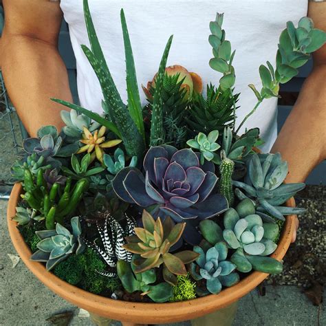 Succulent Arrangement Bowl ♥️ Succulents Succulent Arrangements Plants