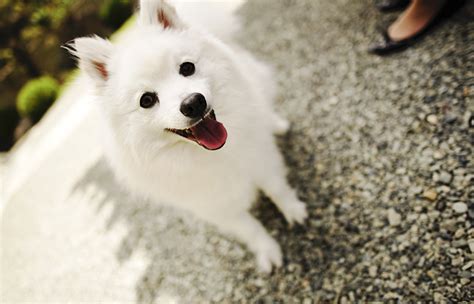 * please support to translate this video. 《犬の種類》メイドインジャパンの犬種「日本スピッツ ...