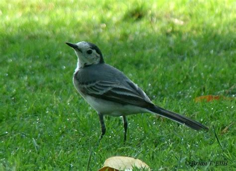 White Wagtail Wild Bird Club Of The Philippines