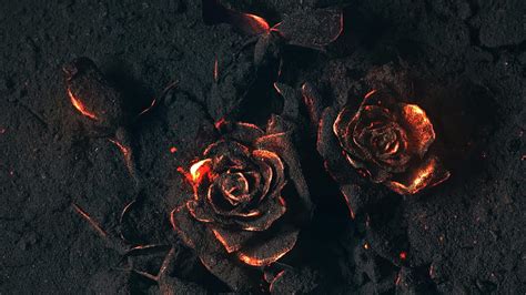Burning Rose Hd Wallpaper Pxfuel