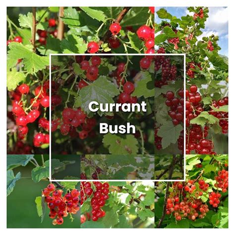 How To Grow Currant Bush Plant Care And Tips Norwichgardener