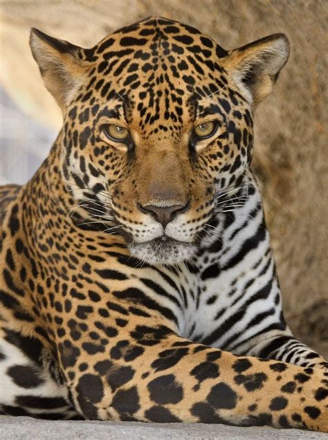 Sdzoo Jaguar Animal Big Cats Small Wild Cats
